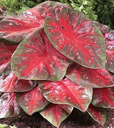 Caladium Red Flash